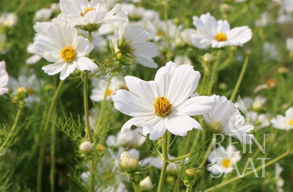 Cosmos, blanc - ReinSaat GmbH