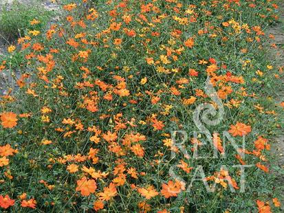 Cosmos orange - ReinSaat GmbH