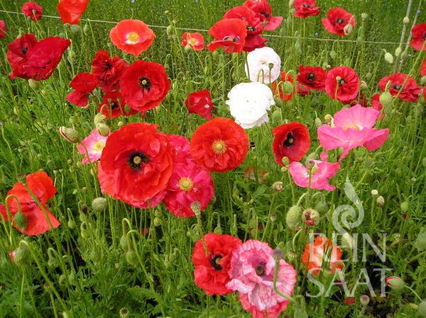 Mohn