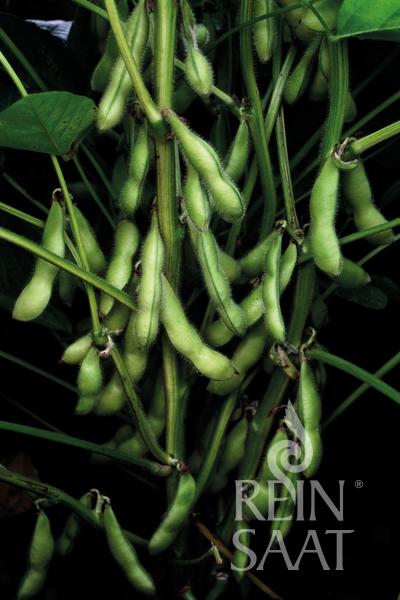 Graines BIO SOJA EDAMAME Chiba Green - Livraison Gratuite!