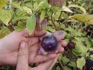 Tomatillo Purple