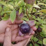 Tomatillo Purple