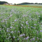 Phacelia