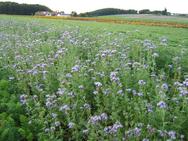 Phacelia