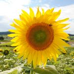 Sonnenblume