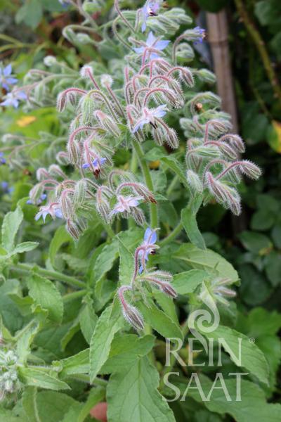 Plant bourrache (annuelle/fleur comestible) - 1 u - Le Sentier Du Goût 