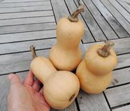 Mini Butternut