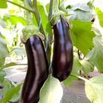 Melanzane