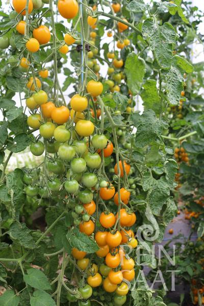 Cherry Tomato Goldkrone