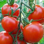 Tomate