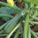 Zucchini